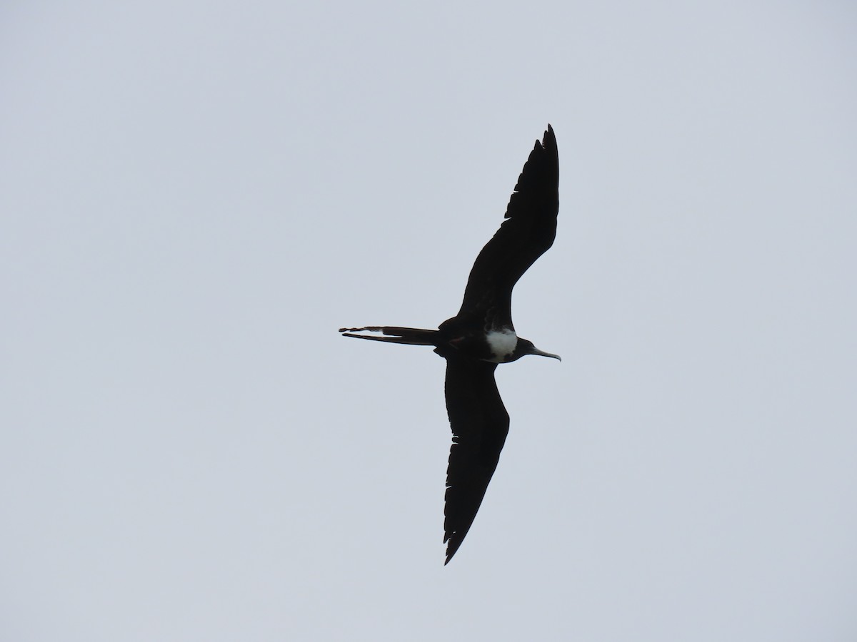 Magnificent Frigatebird - ML646671312