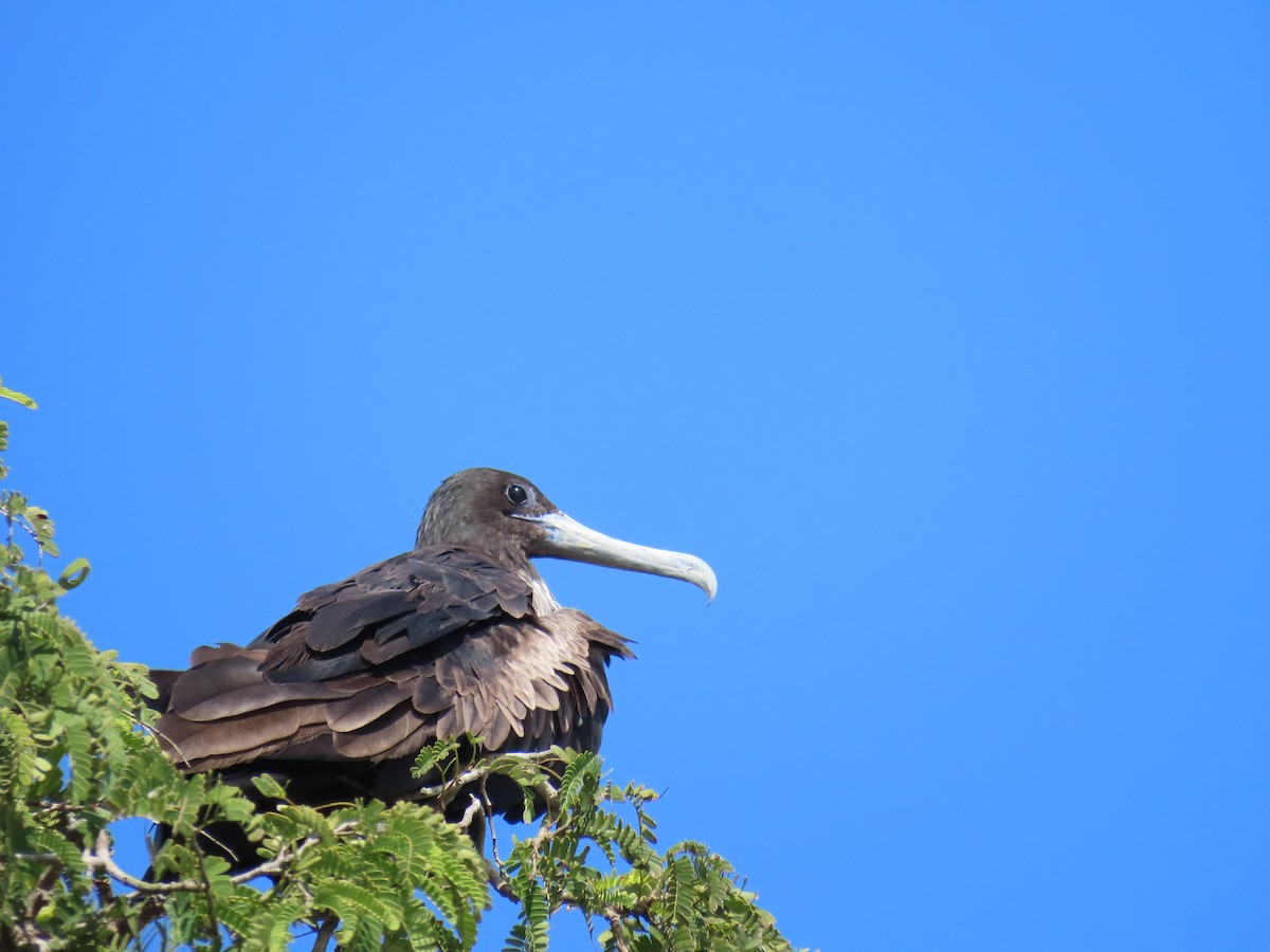 Magnificent Frigatebird - ML646671313