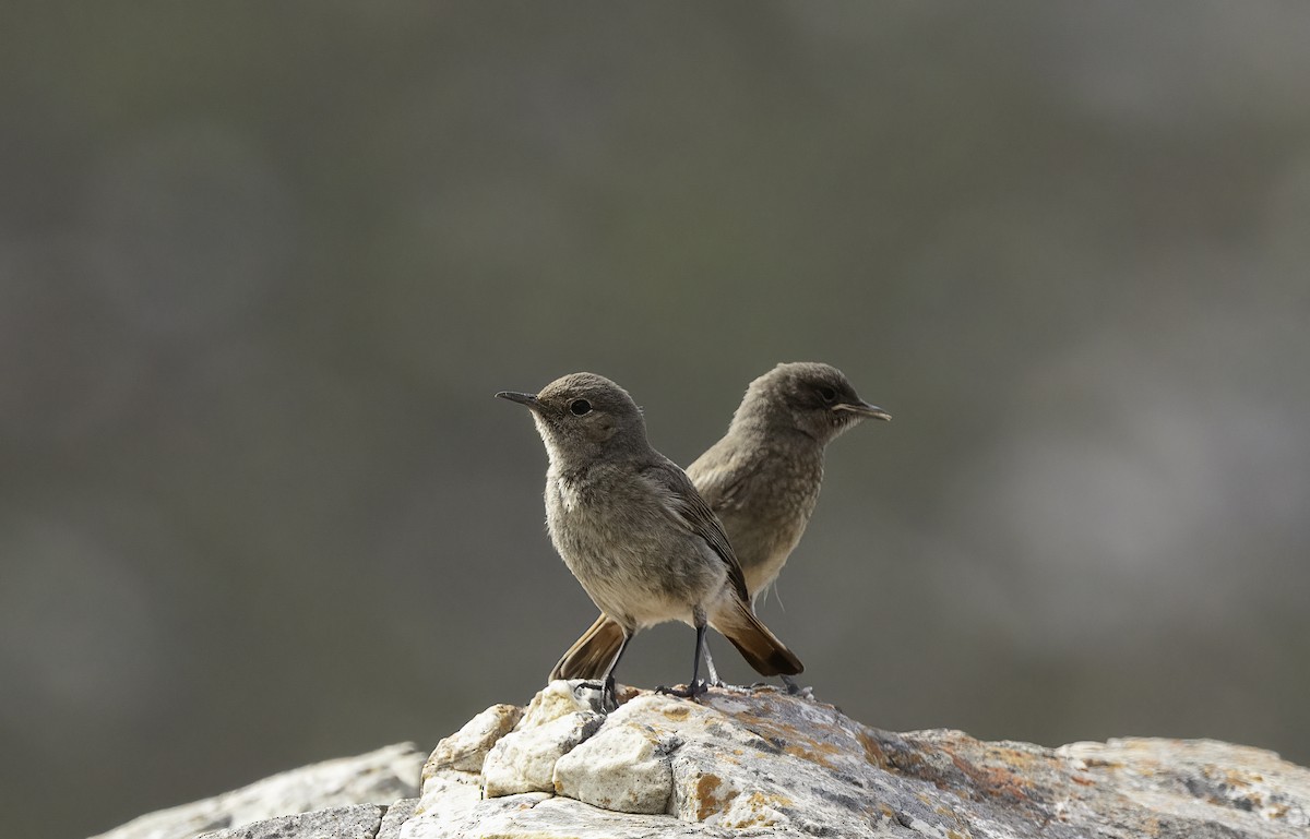 Familiar Chat - ML646671315