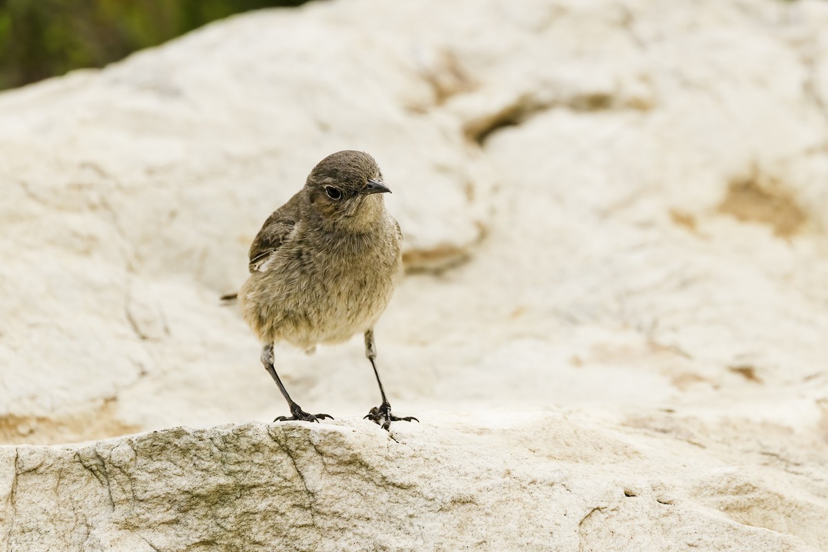 Familiar Chat - ML646671316