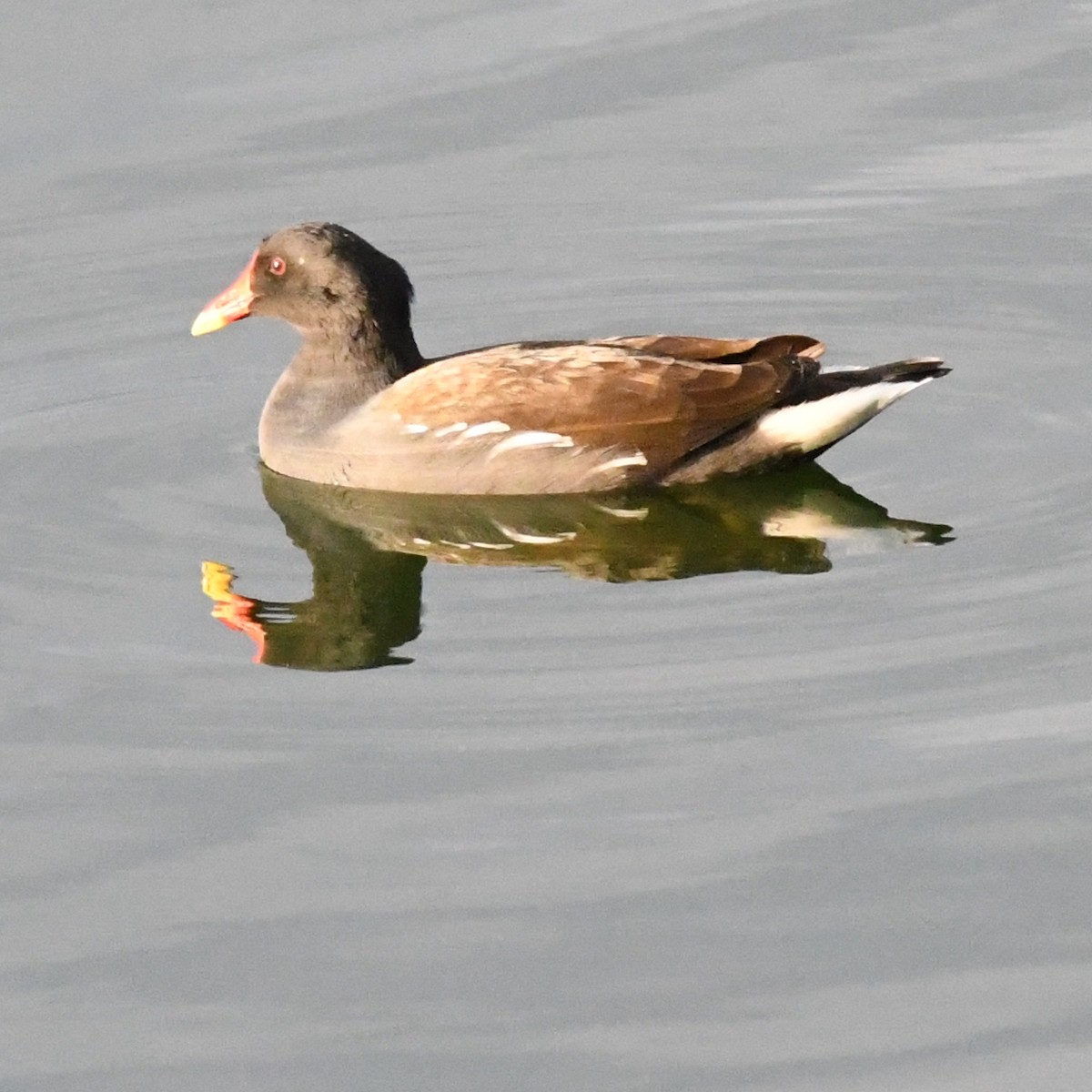 Eurasian Moorhen - ML646671318