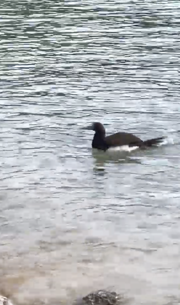 Brown Booby - ML646671319