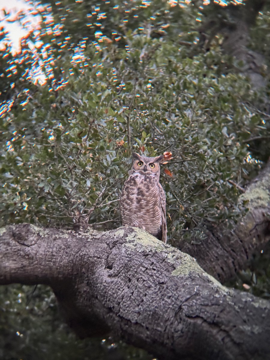 Great Horned Owl - ML646671321