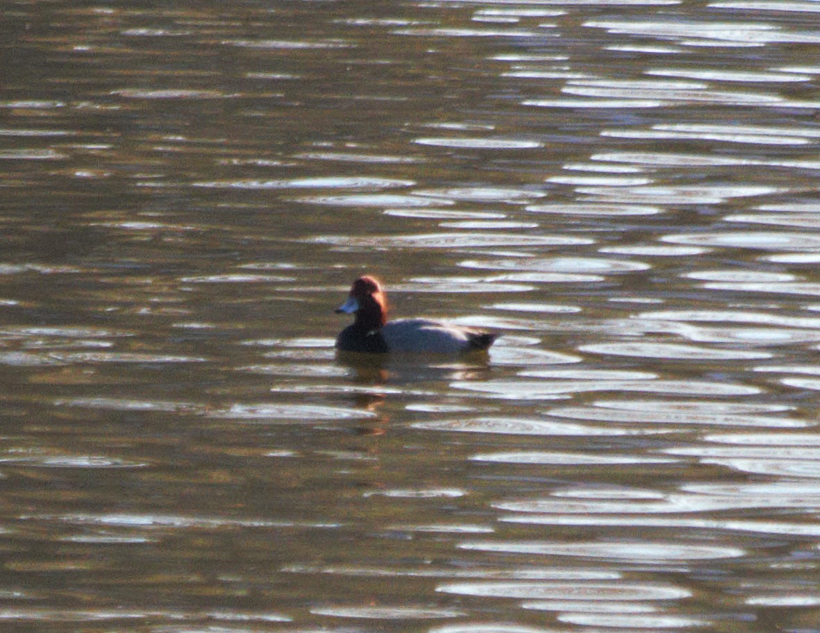 Redhead - ML646671322