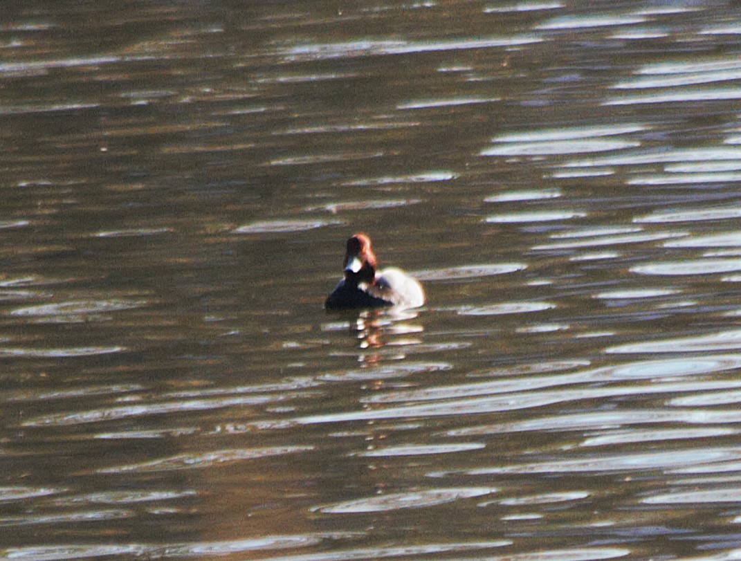 Redhead - ML646671323