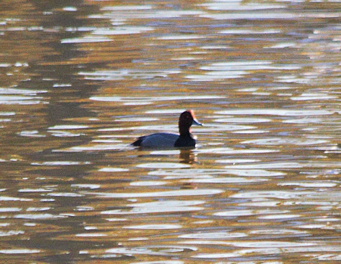 Redhead - ML646671324