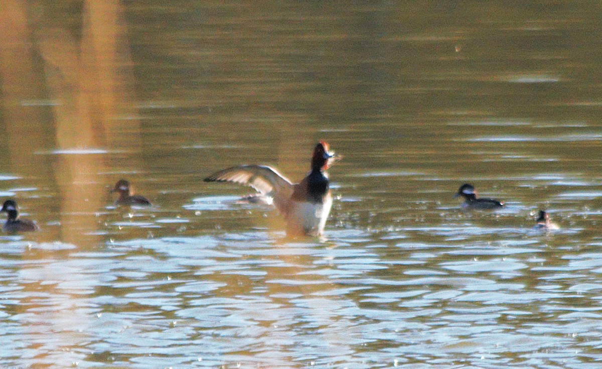 Redhead - ML646671325