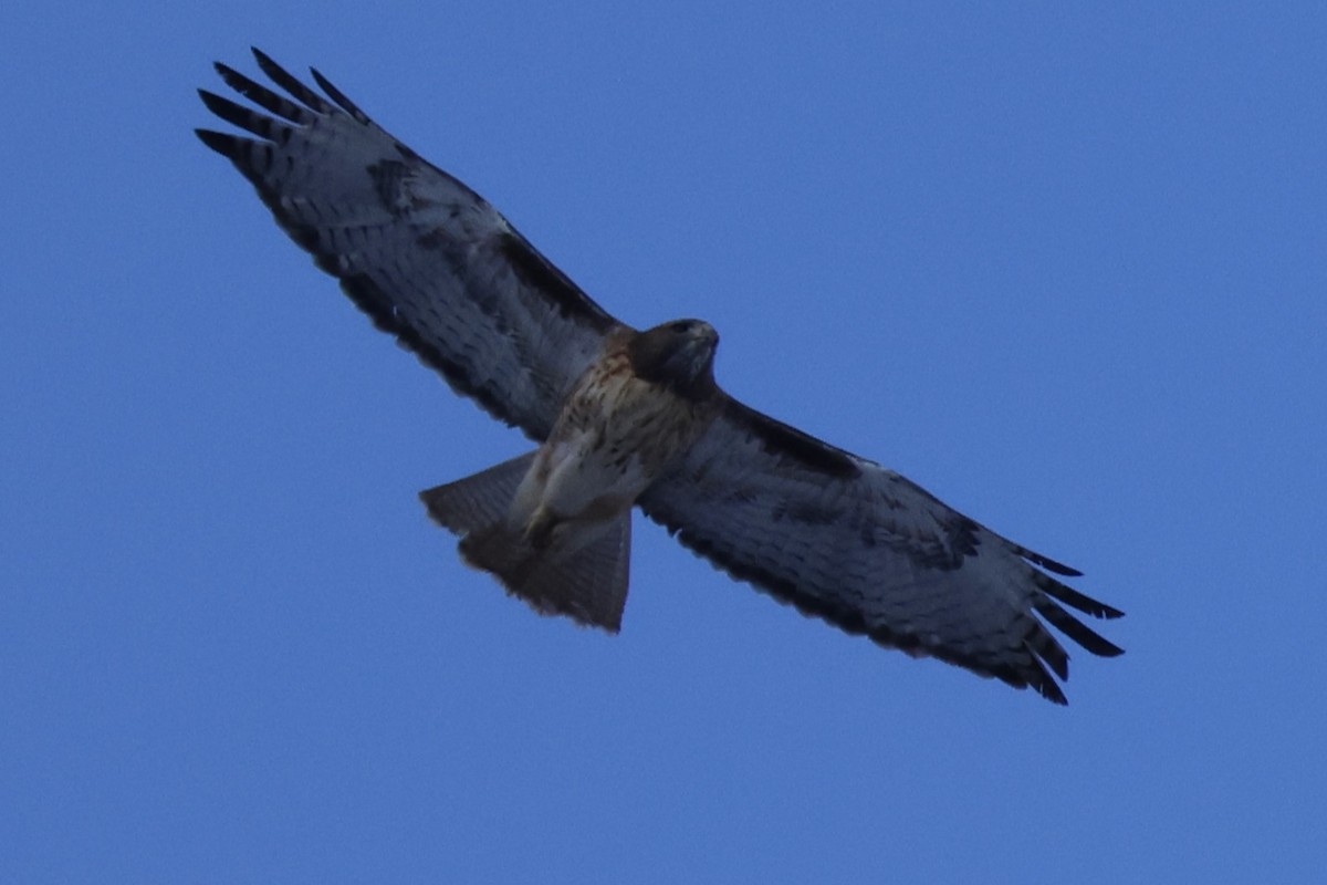 káně rudochvostá - ML646671327