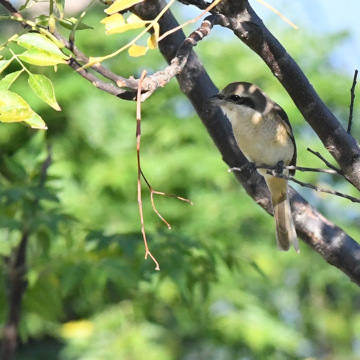 Brown Shrike (Brown) - ML646671328