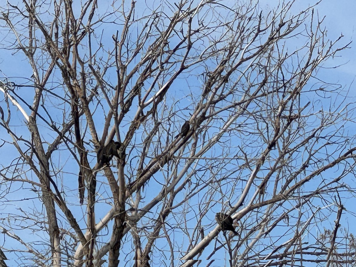 hawk sp. - ML646671332