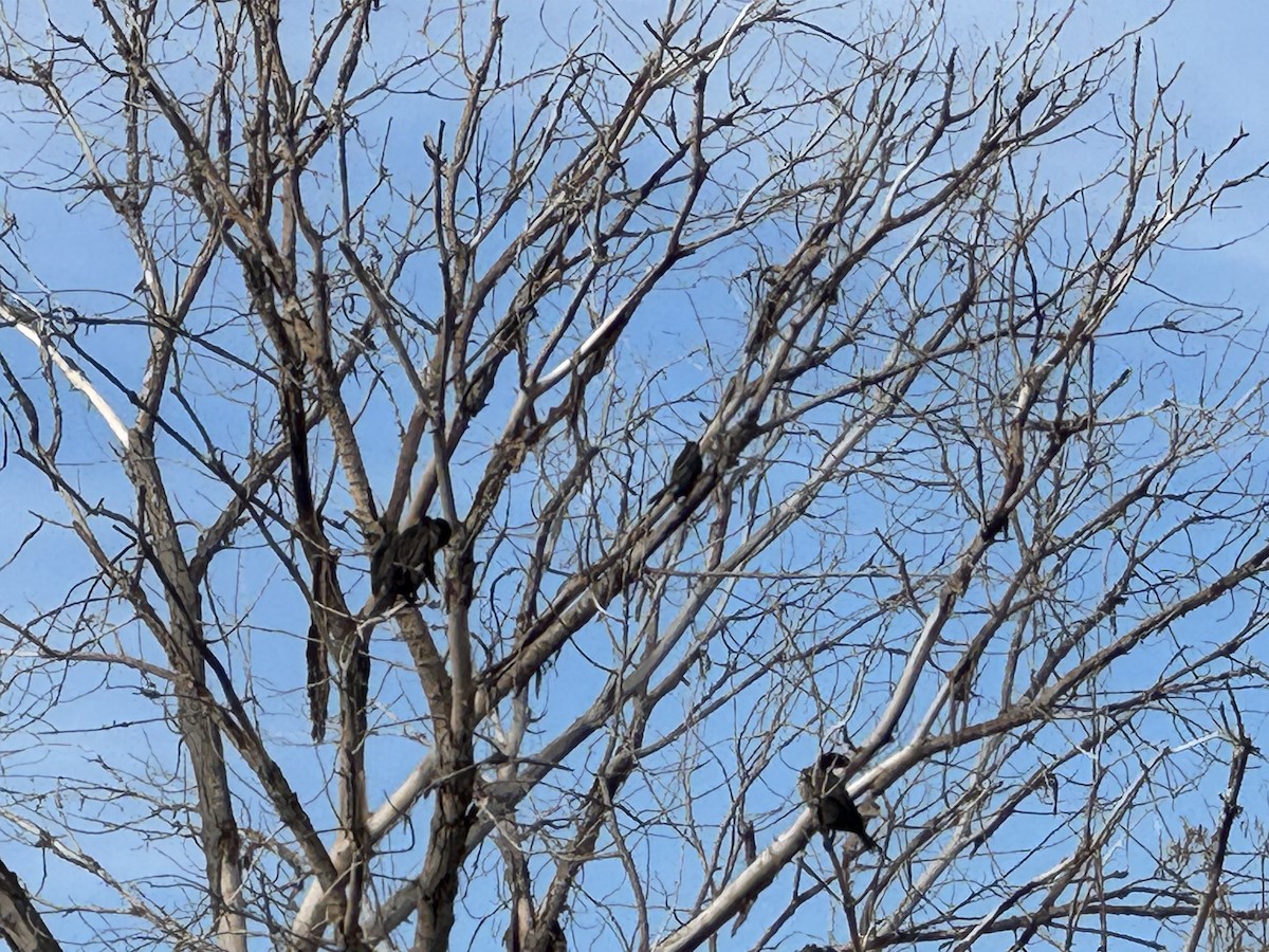 hawk sp. - ML646671333