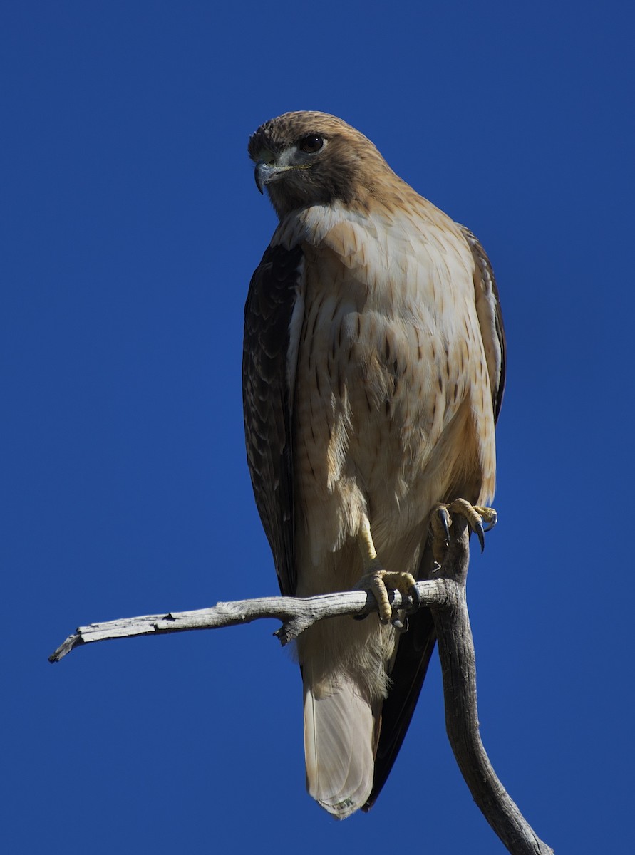 rødstjertvåk - ML646671334