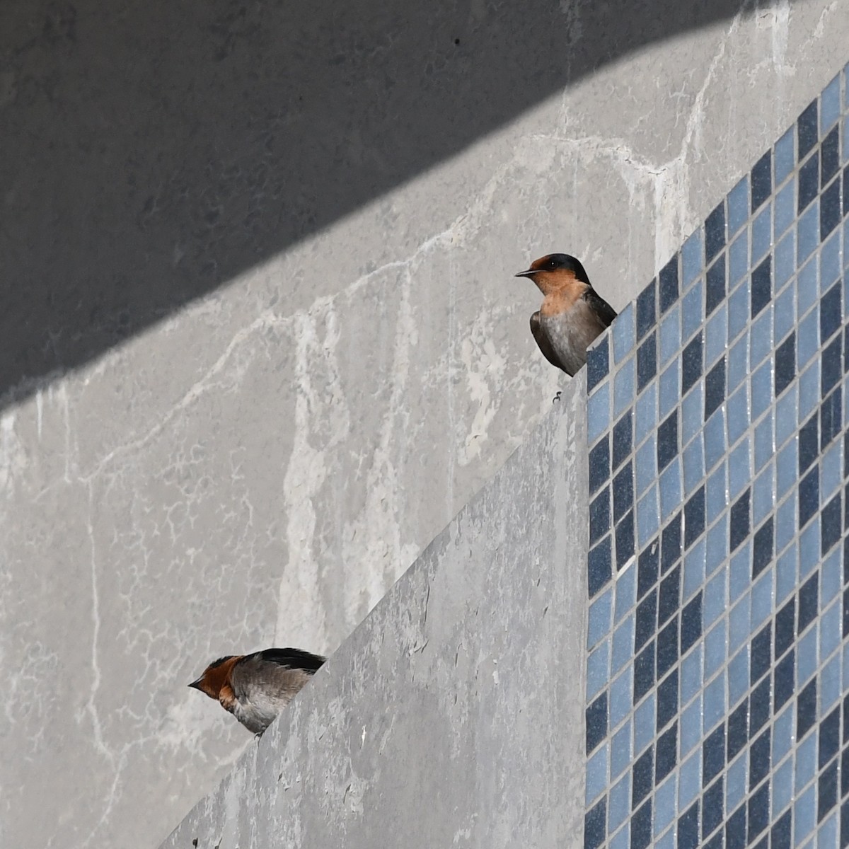 Pacific Swallow - ML646671337