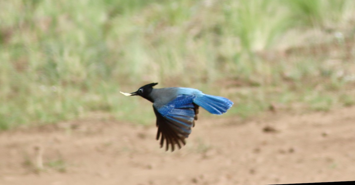 Steller's Jay - ML646671338