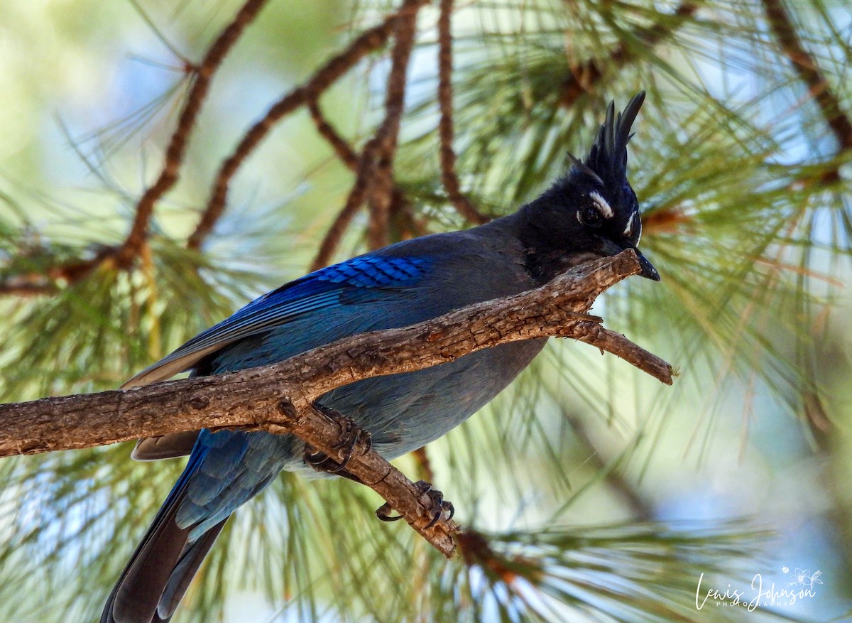 Steller's Jay - ML646671339