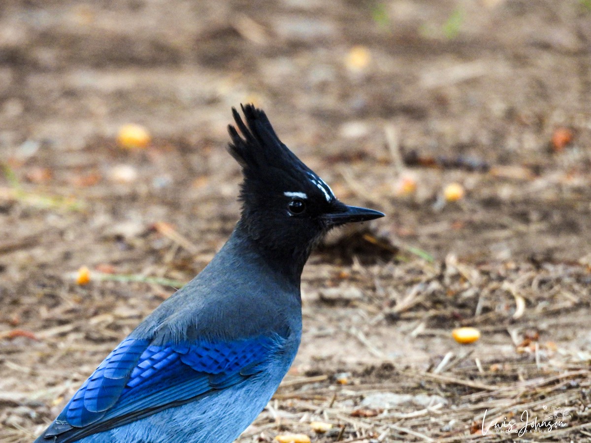 Steller's Jay - ML646671340