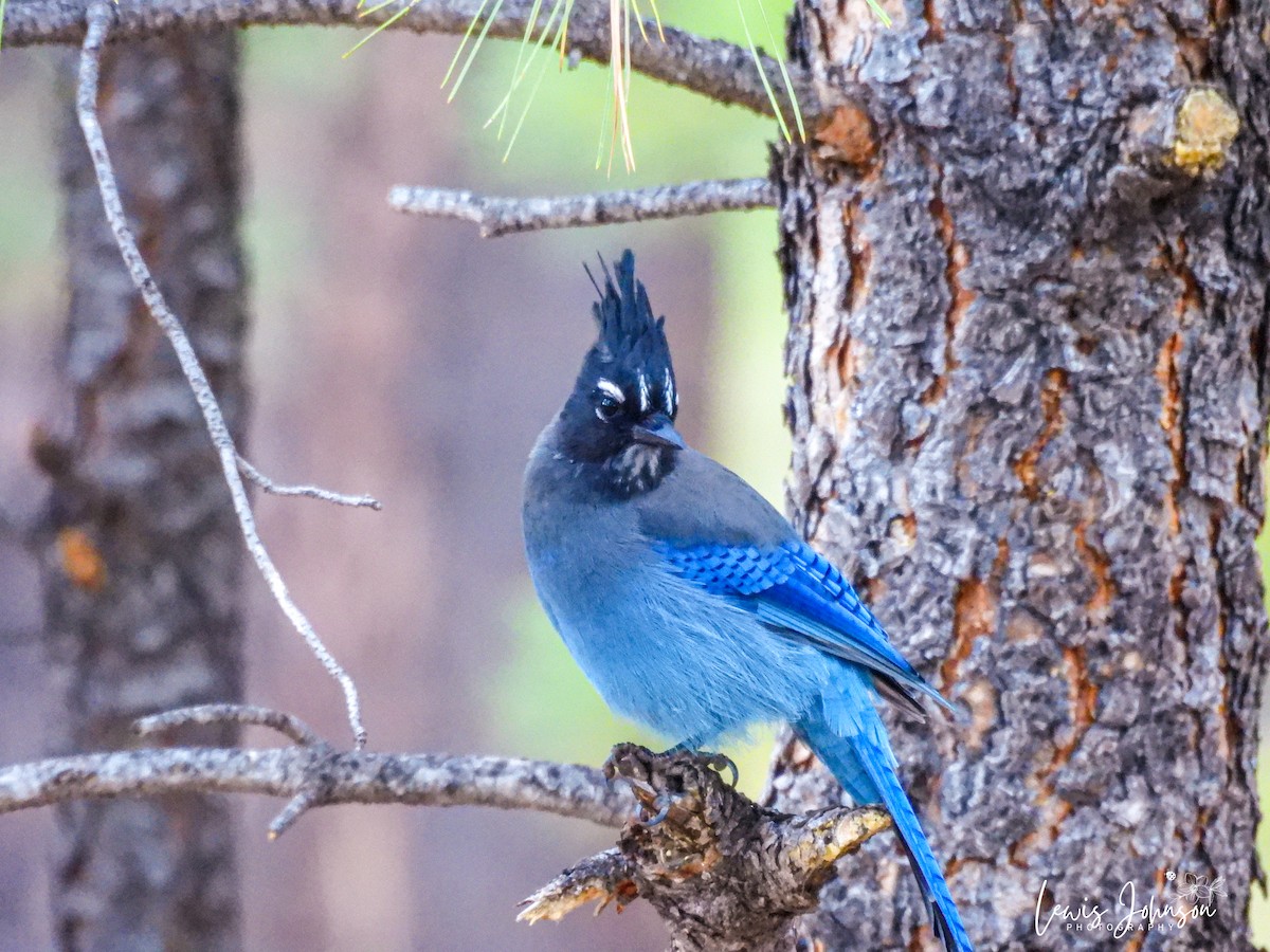 Steller's Jay - ML646671341
