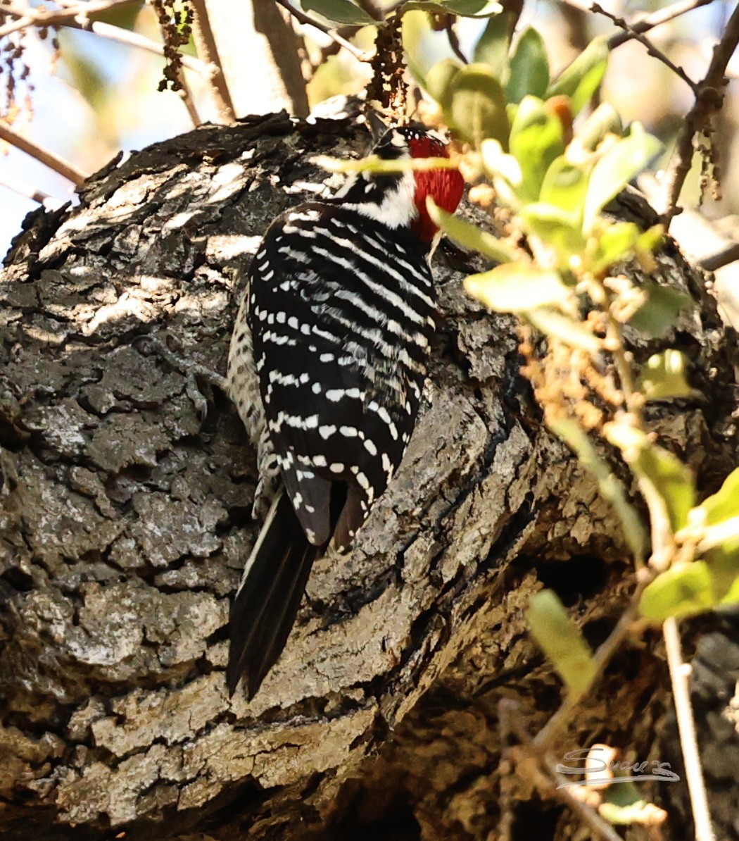 Nuttall's Woodpecker - ML646671343