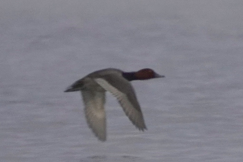 Redhead - ML646671346