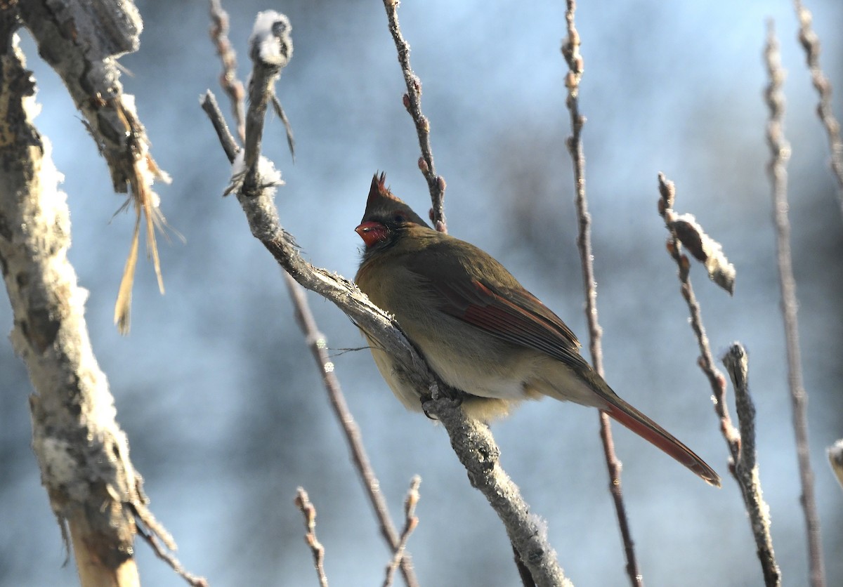 Cardinal rouge - ML646671348