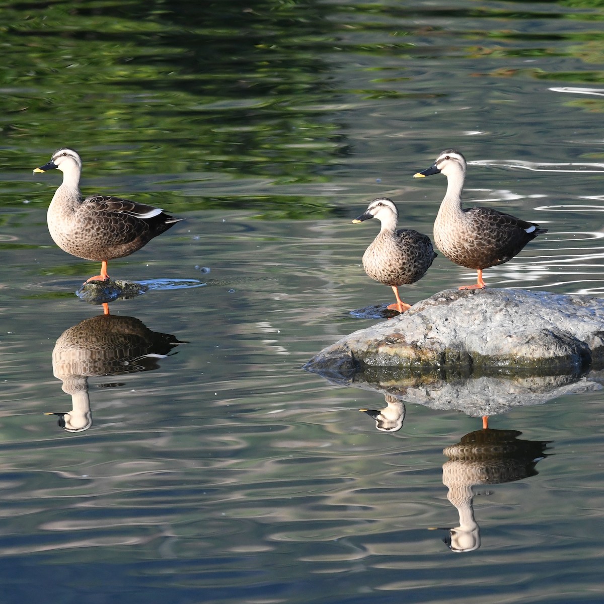Eastern Spot-billed Duck - ML646671350