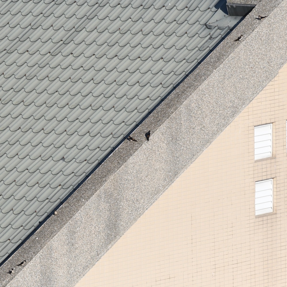 Eastern Red-rumped Swallow - ML646671353