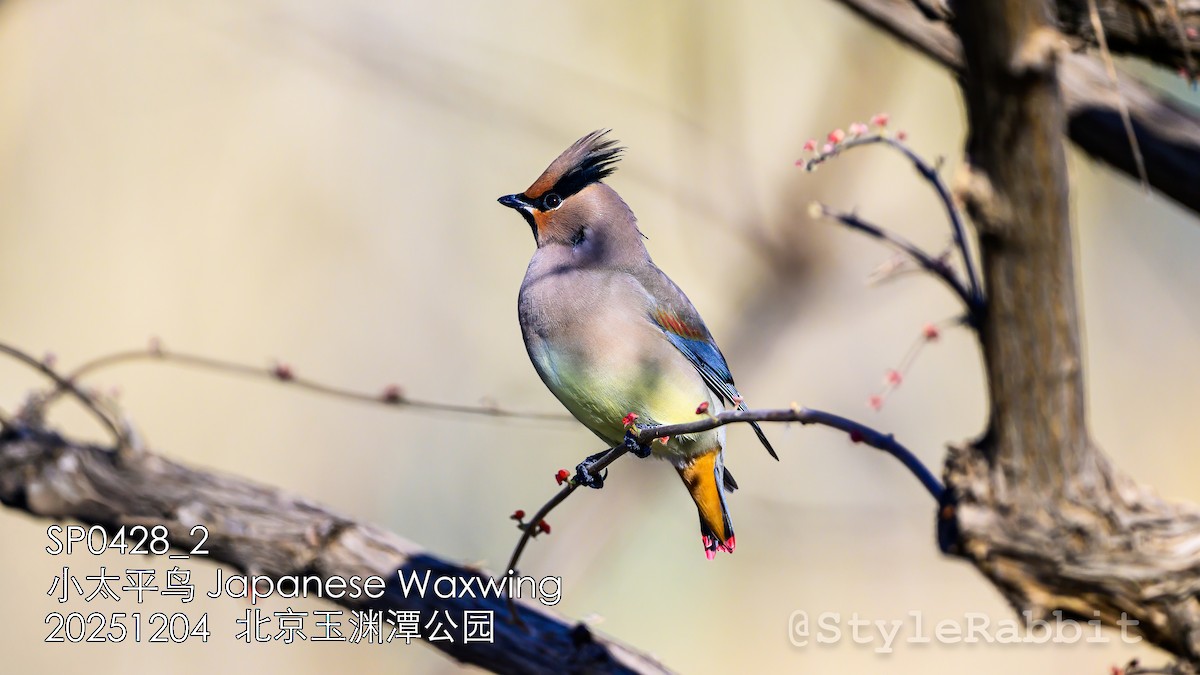 Japanese Waxwing - ML646671355