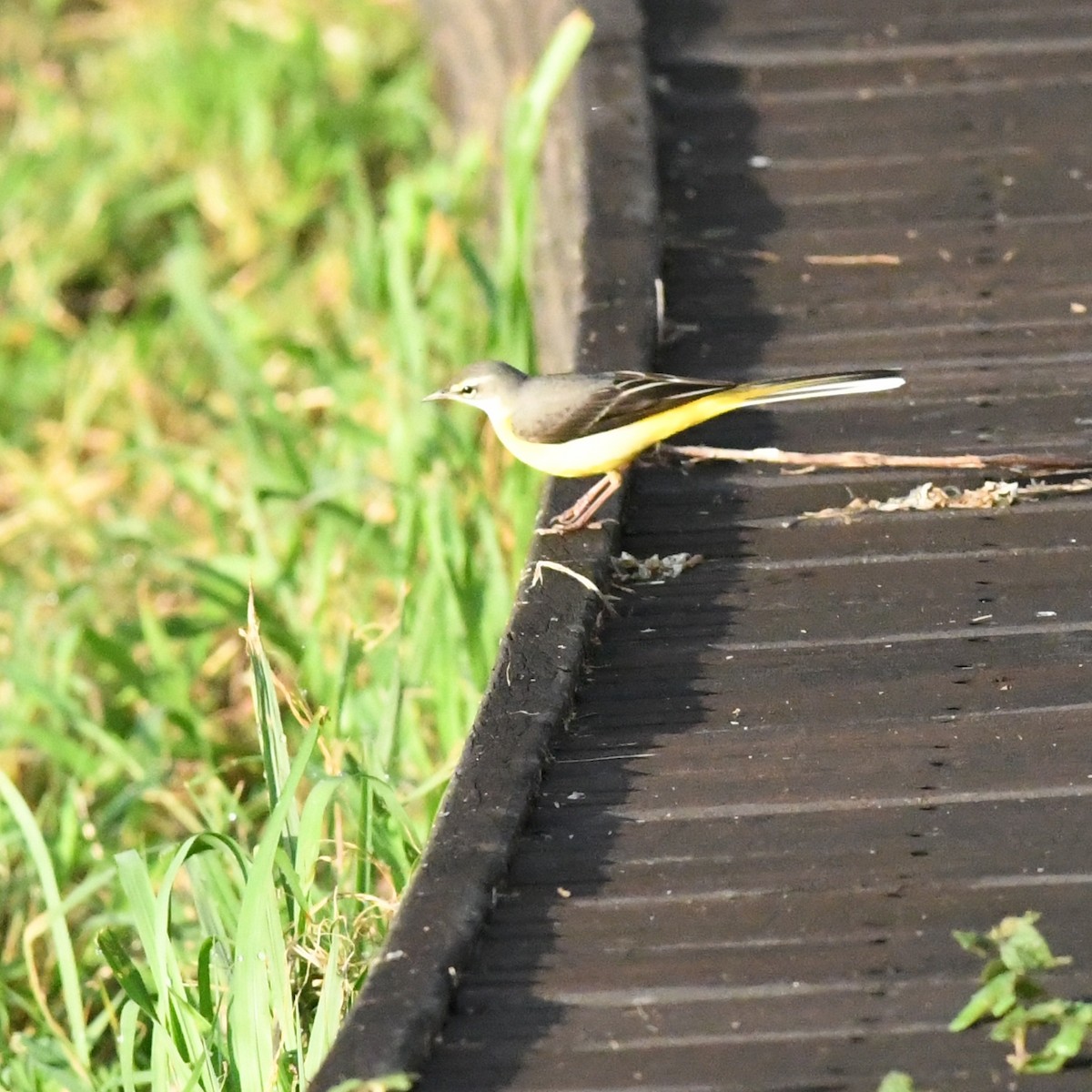Gray Wagtail - ML646671359