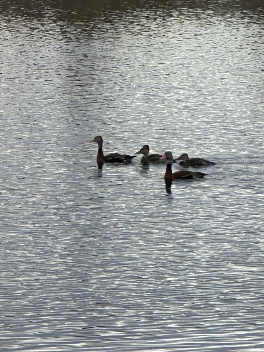 Black-bellied Whistling-Duck - ML646671360