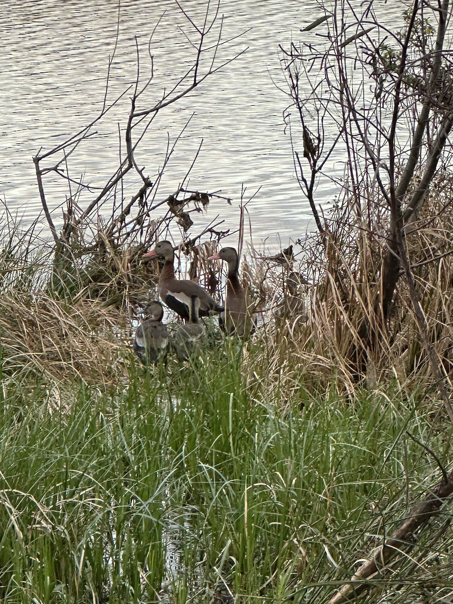 Black-bellied Whistling-Duck - ML646671361