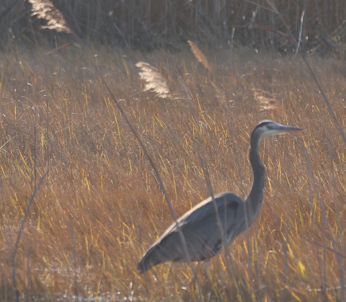 Great Blue Heron - ML646671363