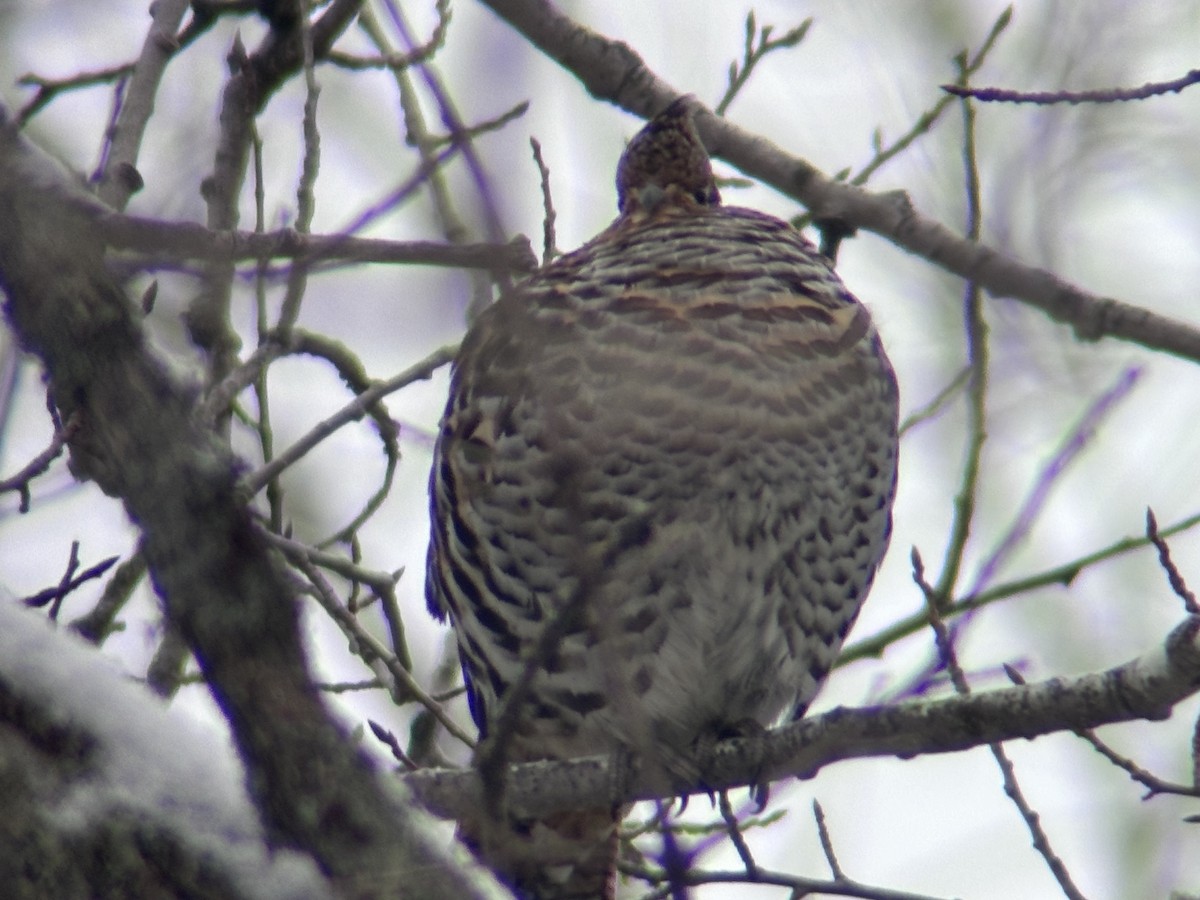 jeřábek kanadský - ML646671365