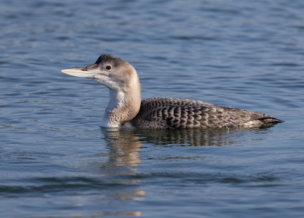 Yellow-billed Loon - ML646671369