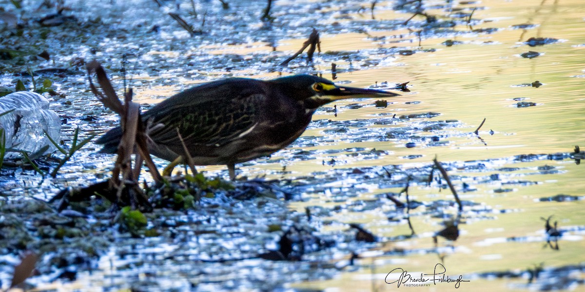 Green Heron - ML646671370