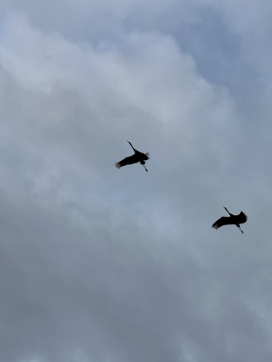 Sandhill Crane - ML646671371