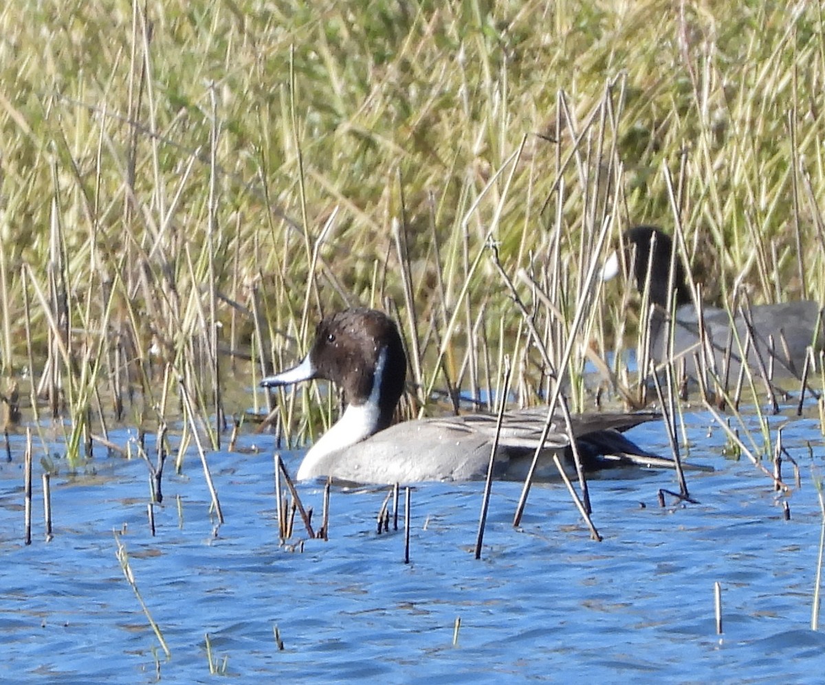 Northern Pintail - ML646671372