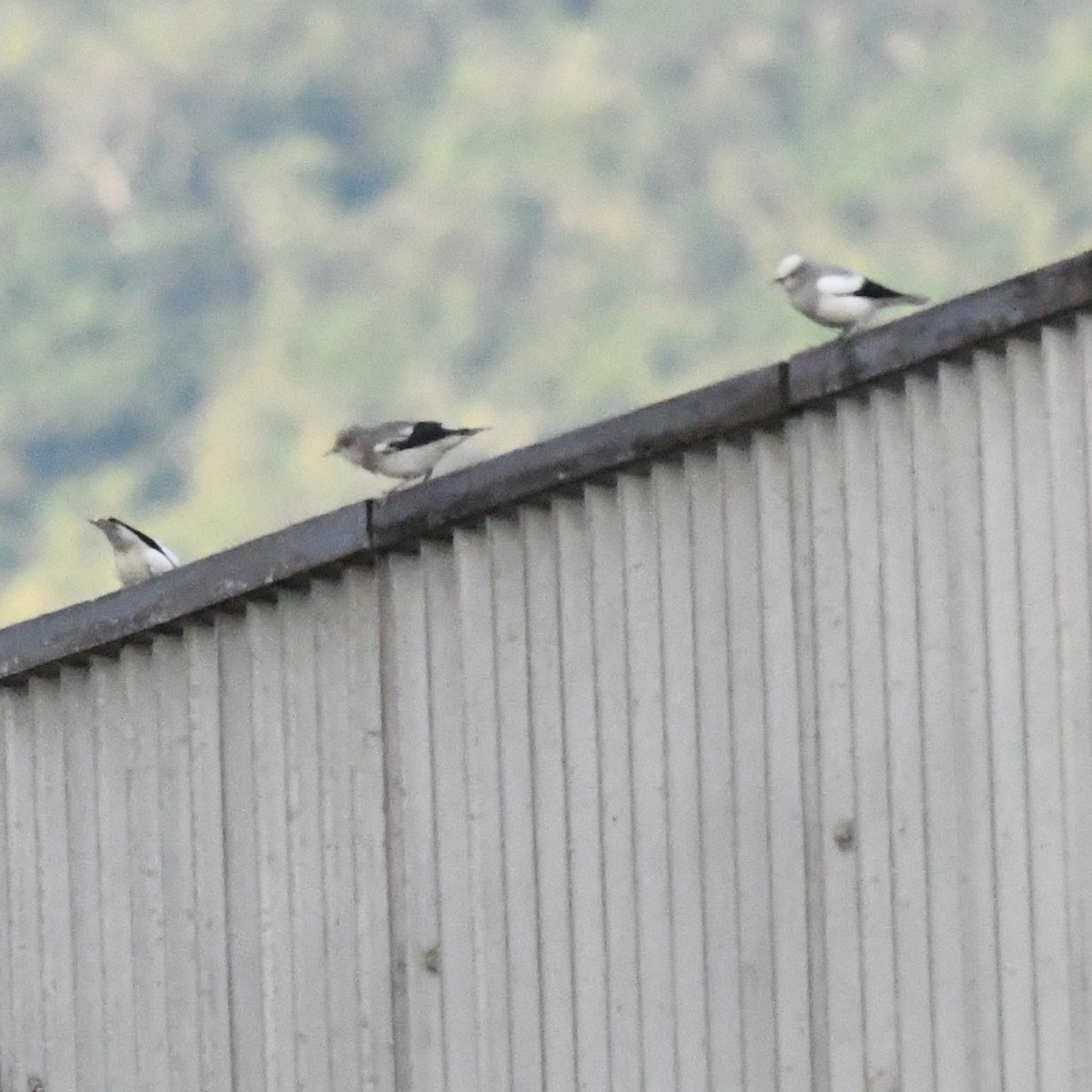 White-shouldered Starling - ML646671374