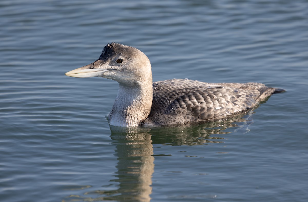 Yellow-billed Loon - ML646671382