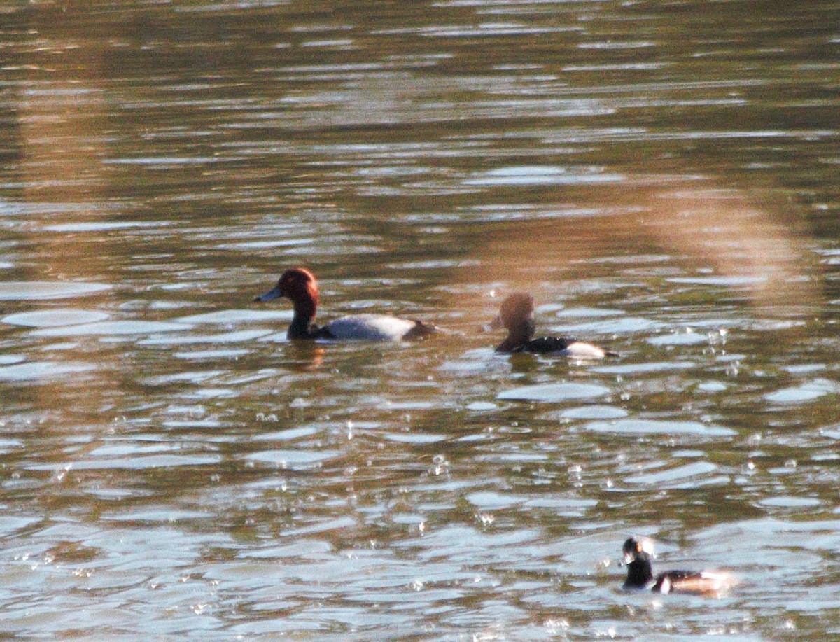 Ring-necked Duck - ML646671383