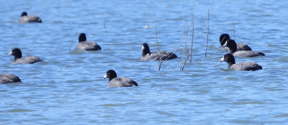 American Coot - ML646671384