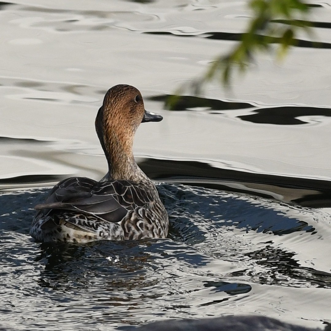 Northern Pintail - ML646671385