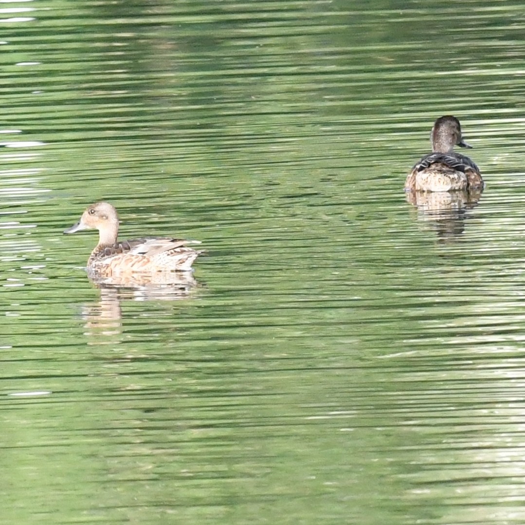 Northern Pintail - ML646671386