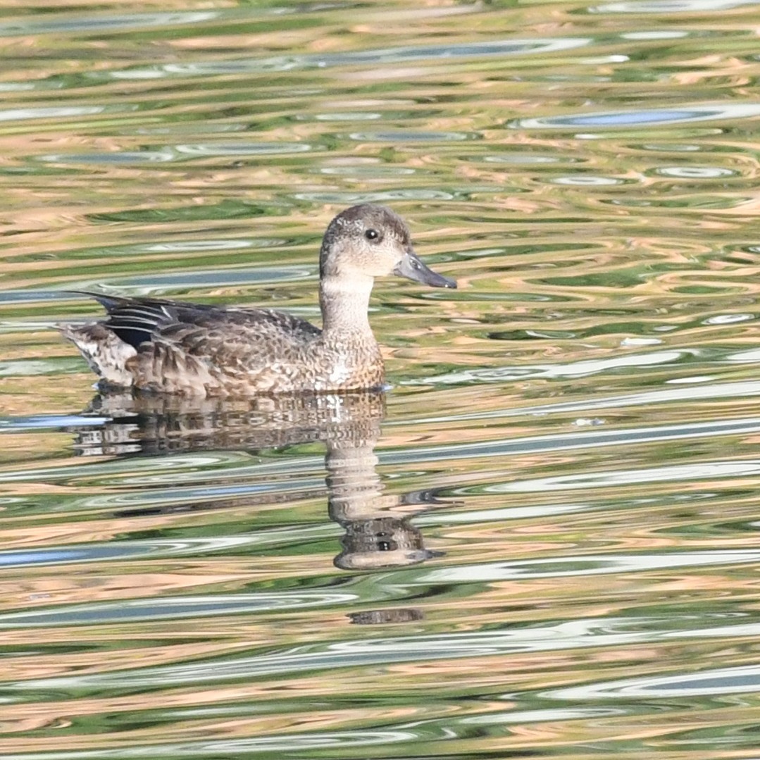 Northern Pintail - ML646671387