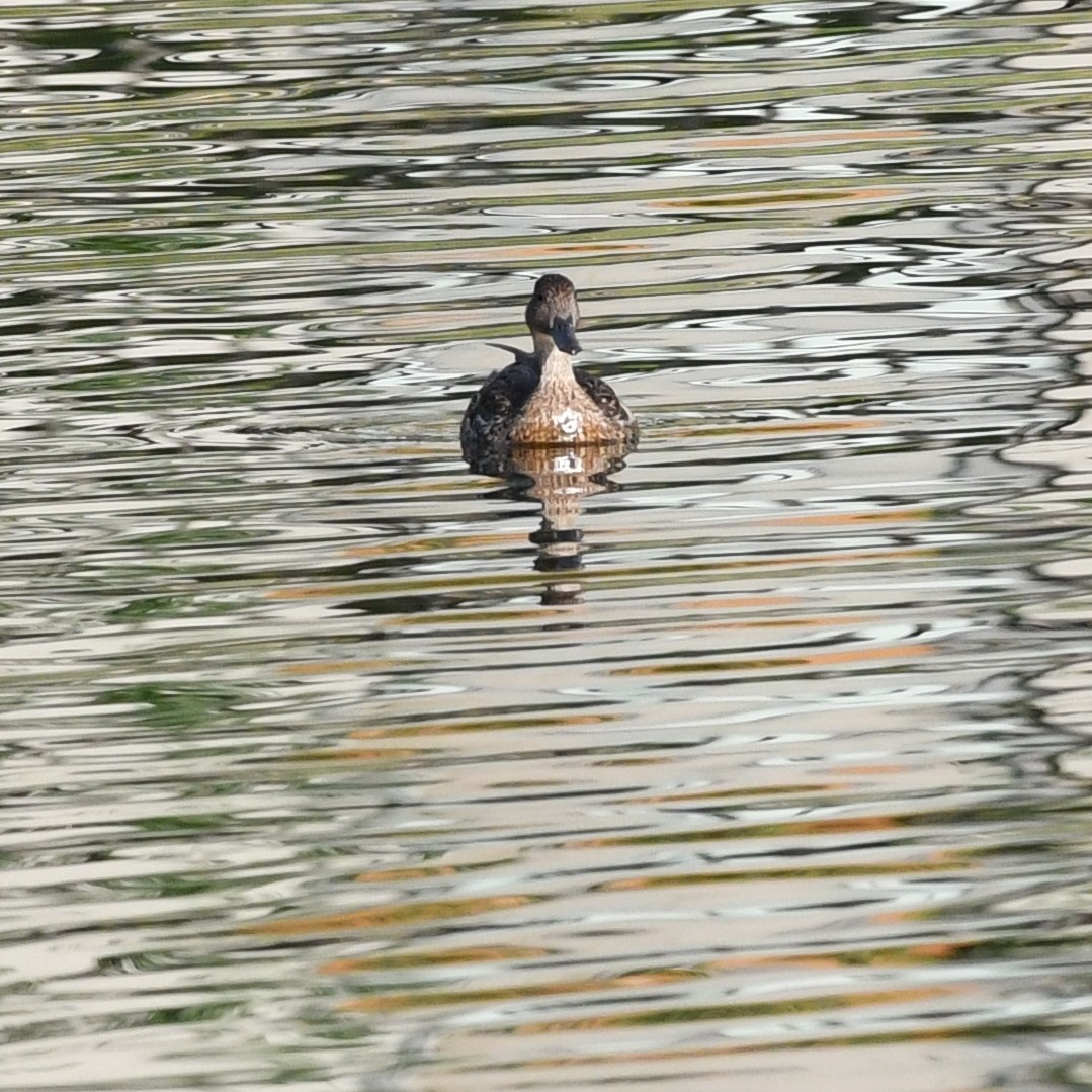 Northern Pintail - ML646671388