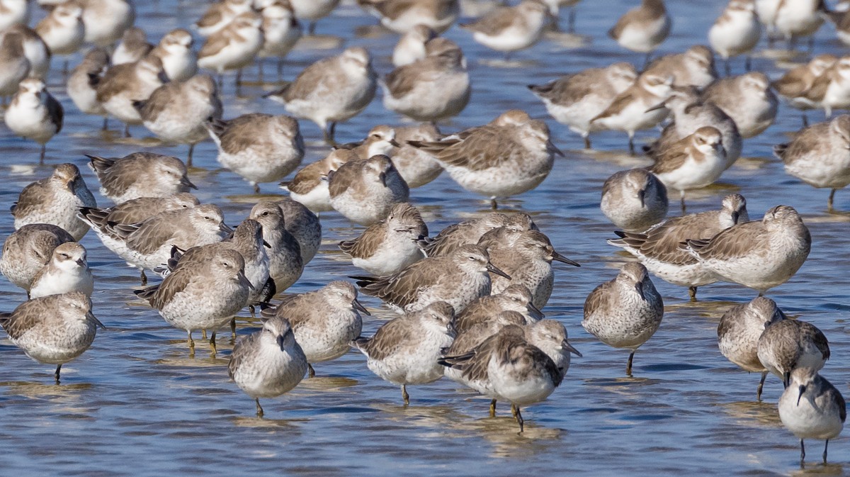 Txirri lodia - ML646671390