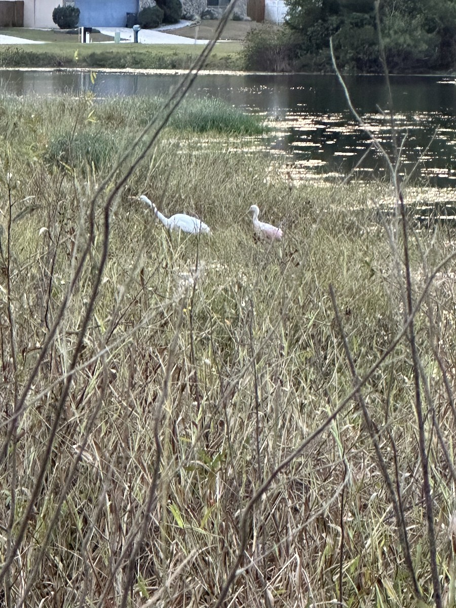 Roseate Spoonbill - ML646671392
