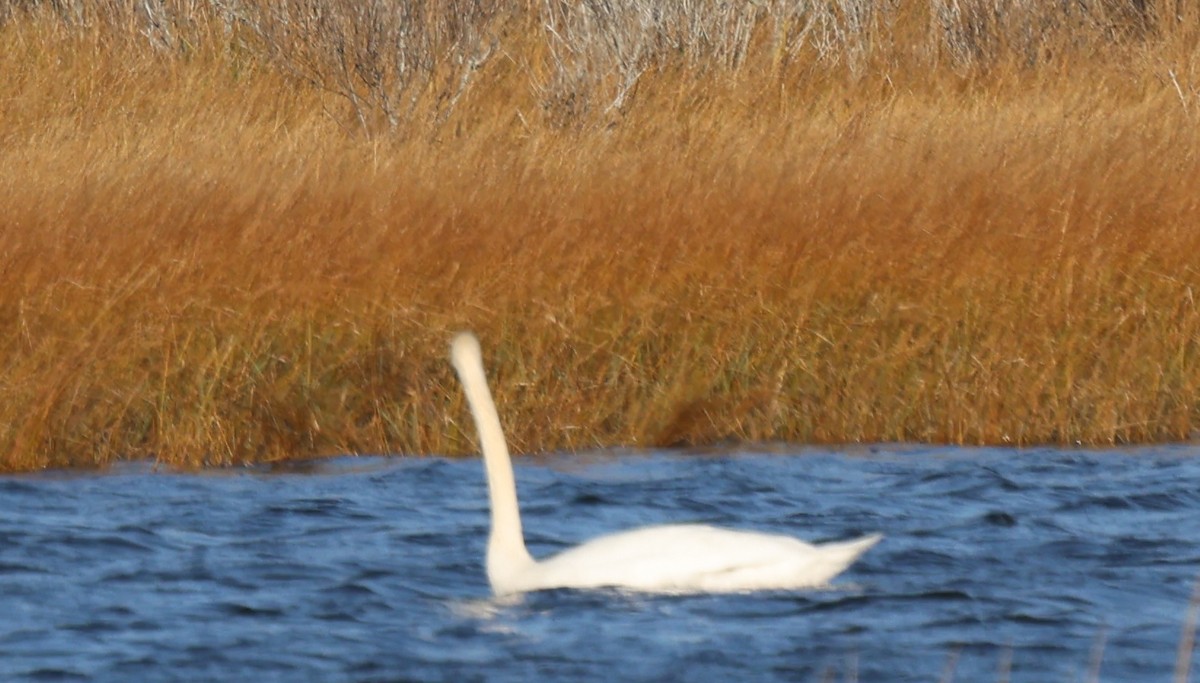 Mute Swan - ML646671393
