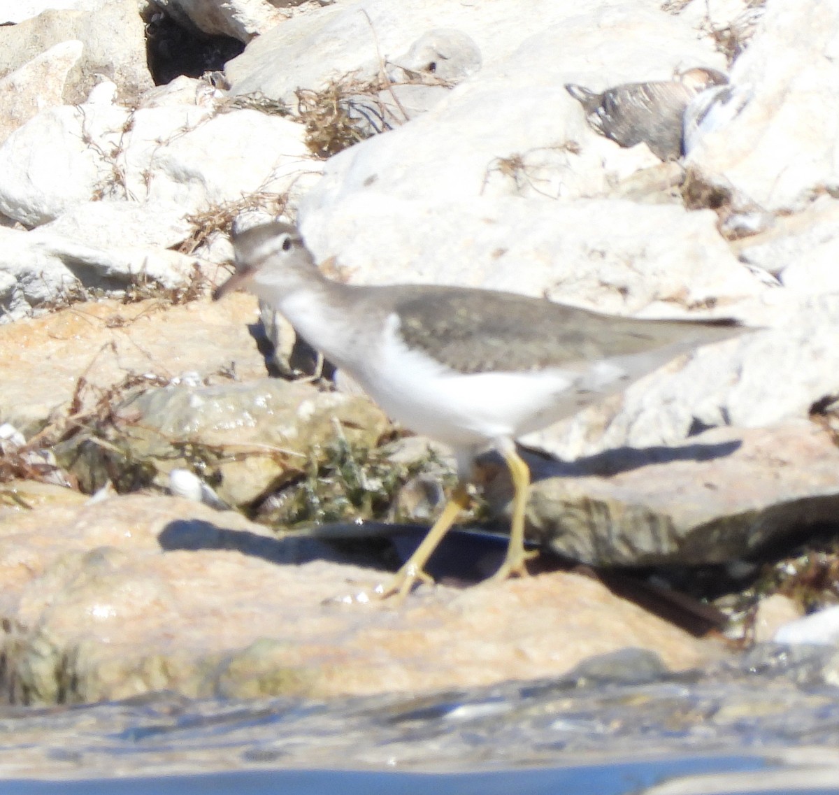 Spotted Sandpiper - ML646671394