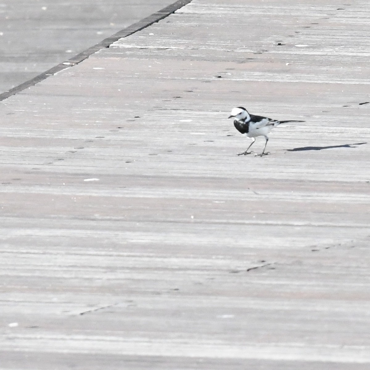 White Wagtail - ML646671395