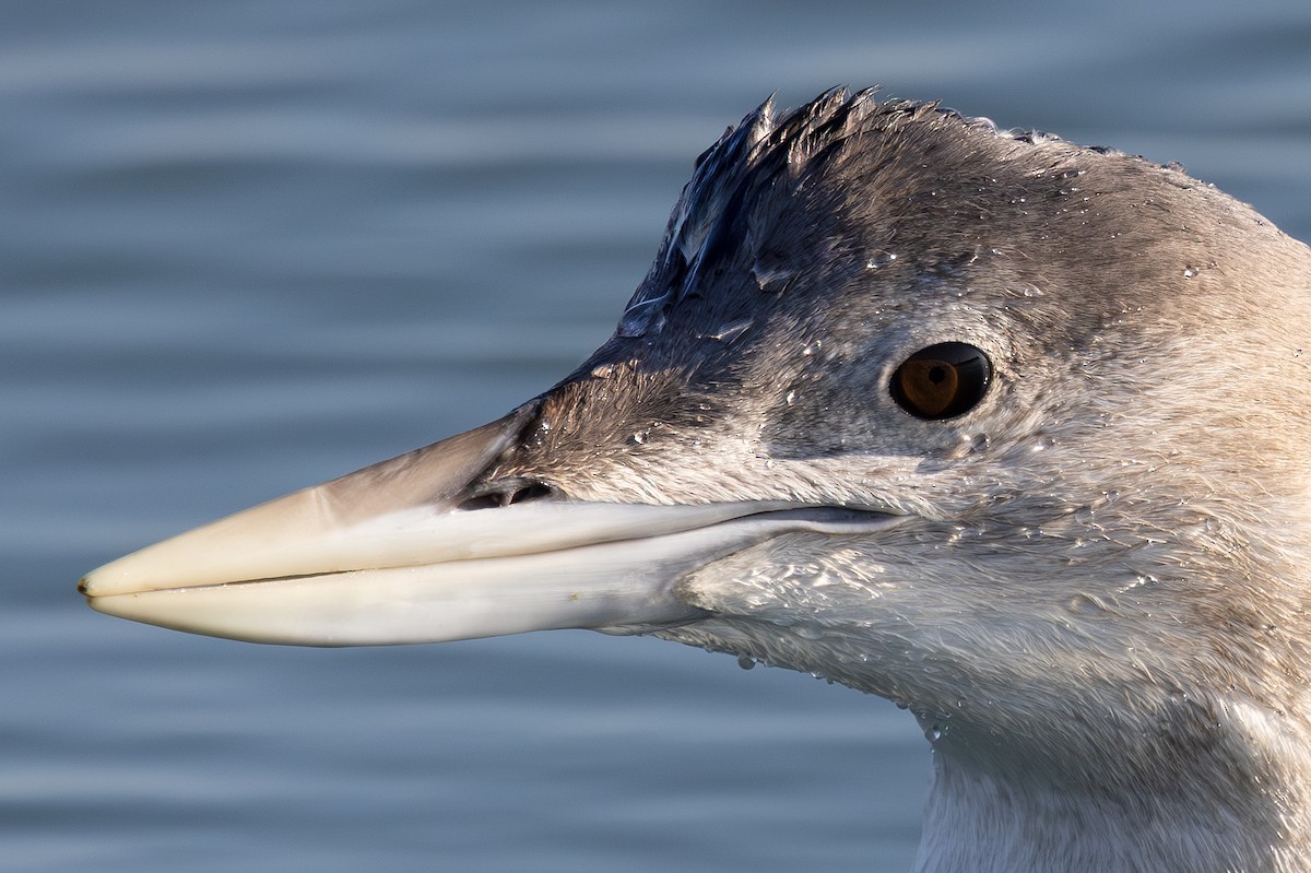 Yellow-billed Loon - ML646671396